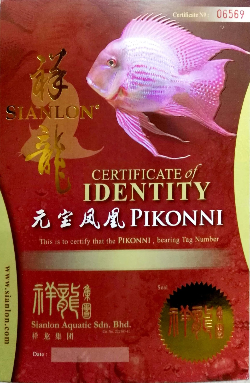 Niigata CERTIFICATE of DENTITY  PIKONNI